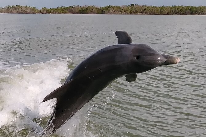 10,000 Islands Boat Excursion - 3.5-Hour Dolphins & Shelling Tour - Entering The 10,000 Islands: why this boat ride works