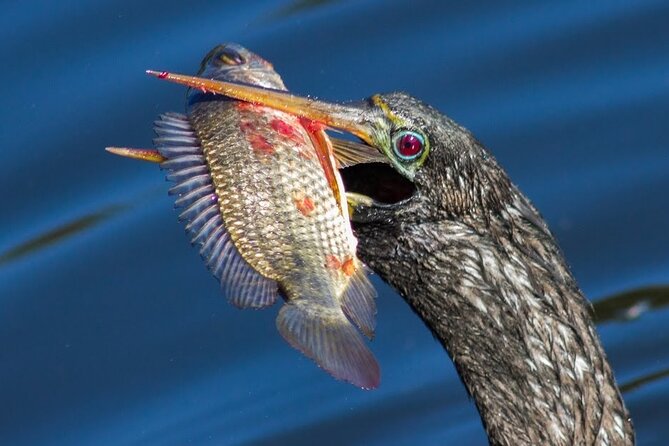 10,000 Islands Boat Tour + Naturalist Led Walk in the Everglades! - Everglades National Park Boat Trip Through the Mangrove Maze