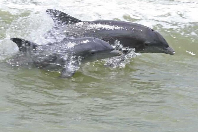10,000 Islands Boat Tour + Naturalist Led Walk in the Everglades! - Big Cypress National Preserve: Nathaniel Reed Visitor Center + a Manatee Chance