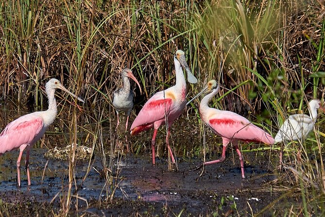10,000 Islands Boat Tour + Naturalist Led Walk in the Everglades! - Smallwood Store: A Trading Post That Explains Where the 10,000 Islands Fit