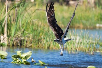 10000 Islands Everglades Boat Tour - What you can realistically see: dolphins, manatees, and the rest of the cast