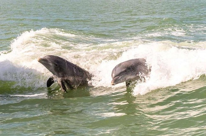 10000 Islands Everglades Boat Tour - Price and value: is $62.54 per person money well spent?
