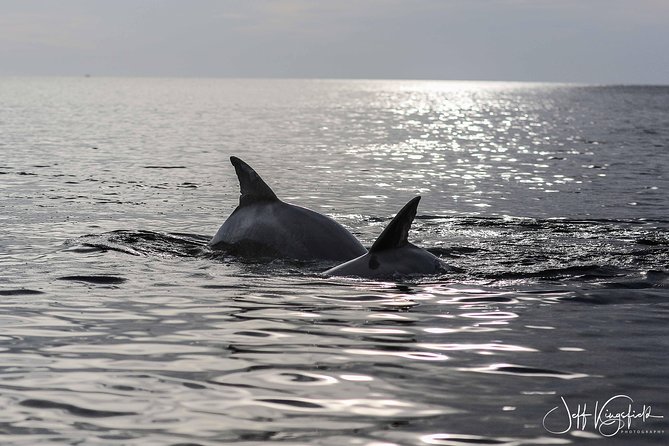 10,000 Islands Excursion Small-Group 3.5 hour Dolphin & Shelling Boat Tour - Getting There: Meeting Point and Parking Reality