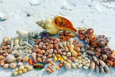 10K Islands Private Shelling Tour - Private Boat Time: Up to 6 Guests in About 4 Hours
