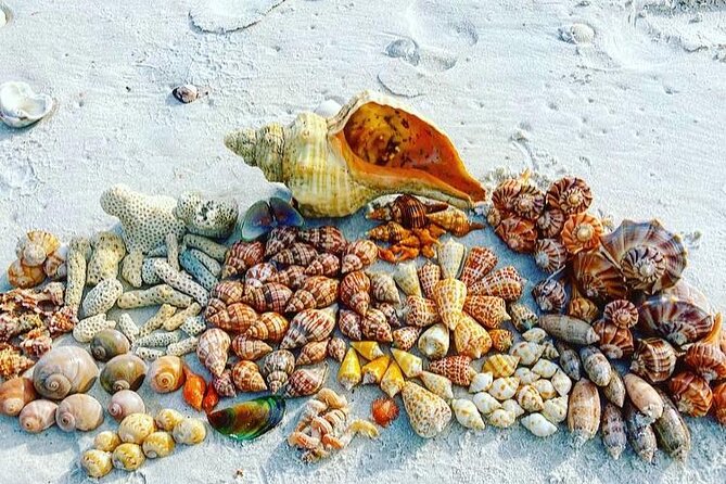 10K Islands Private Shelling Tour - Private Boat Time: Up to 6 Guests in About 4 Hours