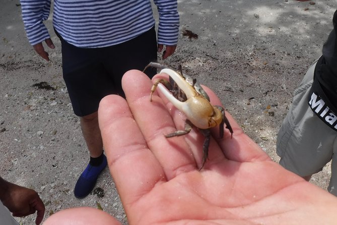 2-hour Shelling Boat Tour in the 10,000 Islands - Shelling results: why low tide (and expectations) matter