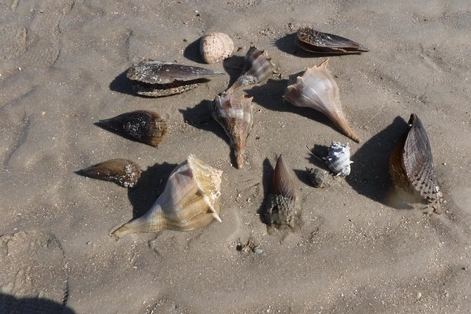 2-hour Shelling Boat Tour in the 10,000 Islands - What it costs and whether it’s good value