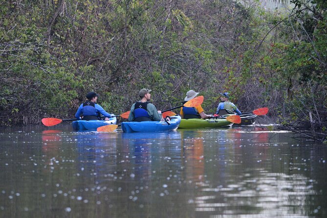 2Hour Everglades Kayak Safari Adventure Through Mangrove Tunnels - Freshwater moments: birds, turtles, and the slow rhythm of paddling