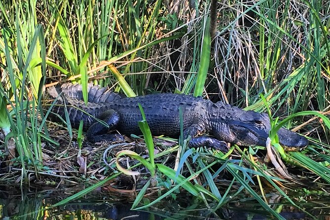 2Hour Everglades Kayak Safari Adventure Through Mangrove Tunnels - What you get for $89: value beyond the kayak