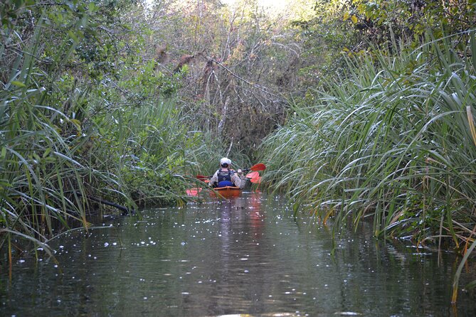 2Hour Everglades Kayak Safari Adventure Through Mangrove Tunnels - What to bring and wear: practical tips for a comfortable paddle