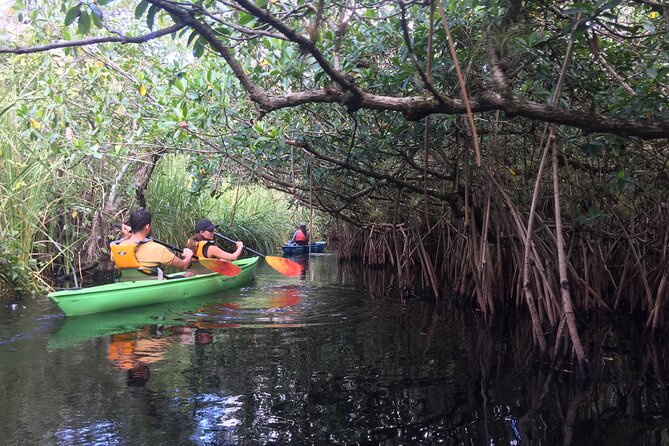 2Hour Everglades Kayak Safari Adventure Through Mangrove Tunnels - Who this Everglades kayak safari is best for