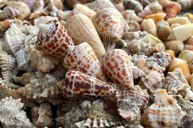 4 Hour Kice Island Shelling Trip - Stop 2: Kice Island shoreline collecting (about 1 hour)