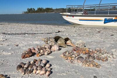 4 Hour Kice Island Shelling Trip - Stop 1: Dickman’s Island and the sandbars (about 1.5 hours)