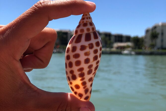 4 Hour Kice Island Shelling Trip - What’s included (and why it’s a value win)