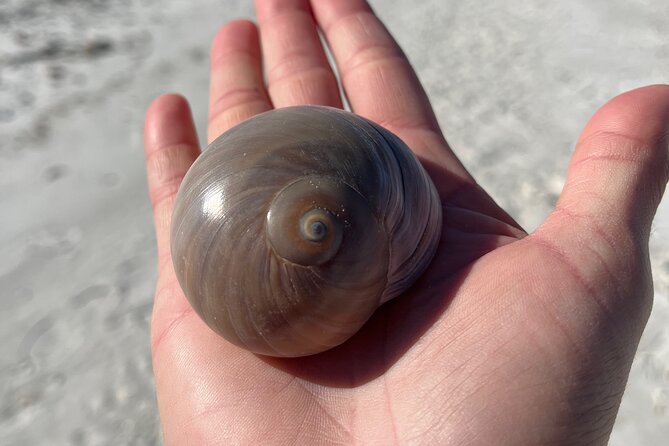4 Hour Kice Island Shelling Trip - Timing and group size: you get attention without feeling crowded
