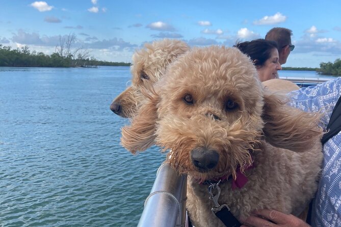 Bark on the Ark - Price and logistics: $89.41 for a structured dog beach trip