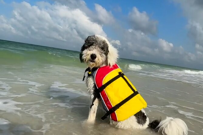 Bark on the Ark - Rules that matter for your dog: planning around one dog per person