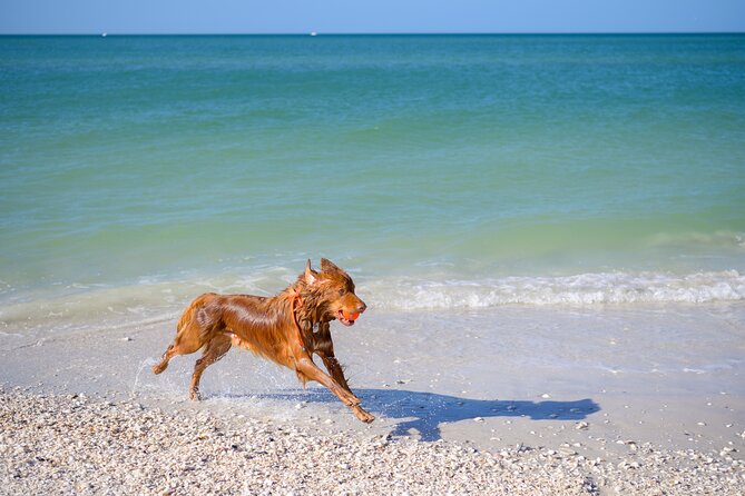 Bark on the Ark - Should you book Bark on the Ark?