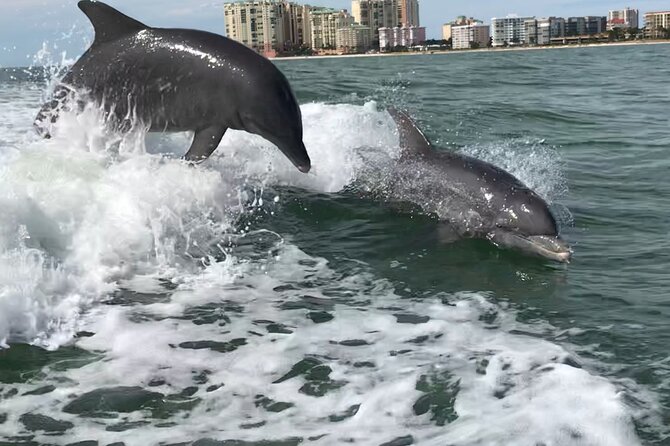 Best of Marco Island Dolphin Tour - Key points worth knowing before you go