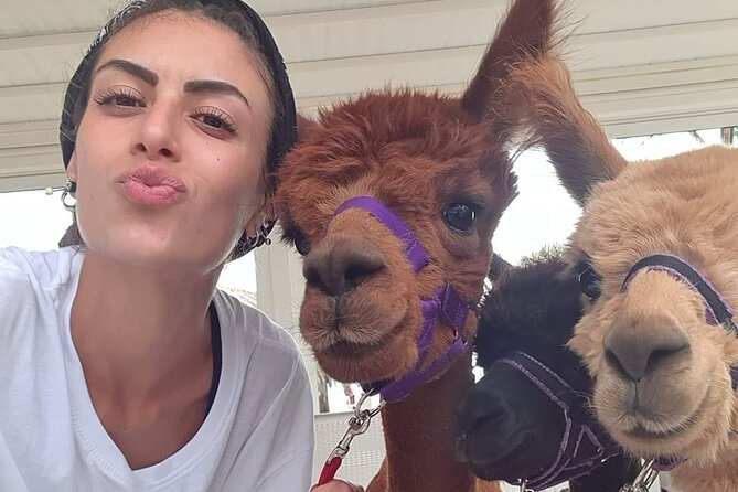 Calabrian Alpacas Sunset Beach Experiences Pizzo VV AlpacSelfies - Key highlights you should care about