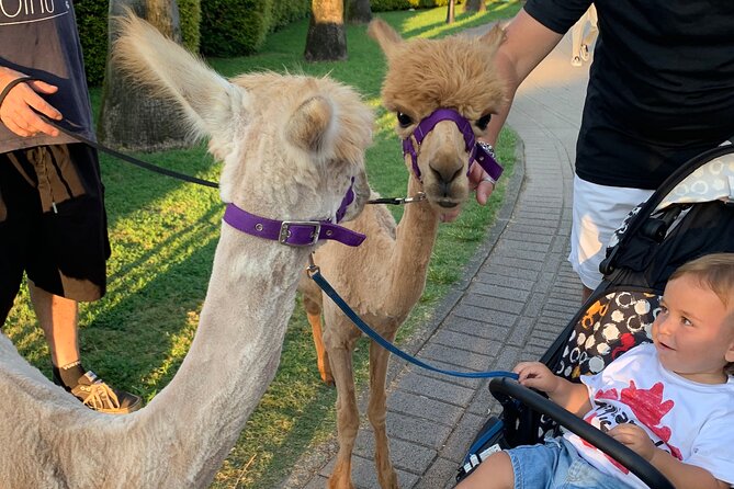 Calabrian Alpacas Sunset Beach Experiences Pizzo VV AlpacSelfies - The sunset schedule (Mon–Wed) and why it matters