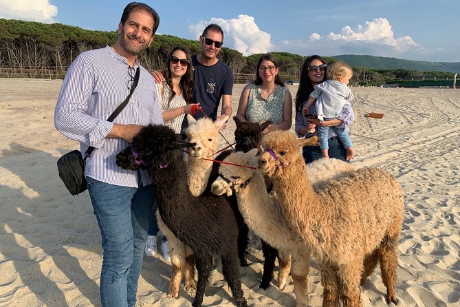 Calabrian Alpacas Sunset Beach Experiences Pizzo VV AlpacSelfies - Handling your alpaca: what “in charge” really means