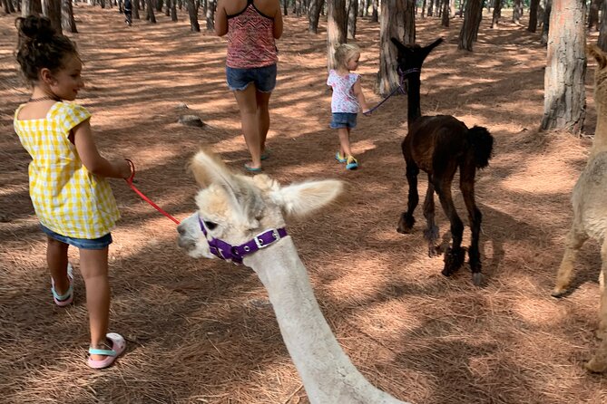 Calabrian Alpacas Sunset Beach Experiences Pizzo VV AlpacSelfies - The walk along the sea: what you’ll actually see