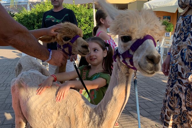 Calabrian Alpacas Sunset Beach Experiences Pizzo VV AlpacSelfies - Meeting point and first impressions at Contrada Colamaio