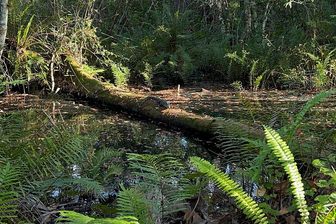 Dark Sky's in the Florida Everglades - Key highlights you should know