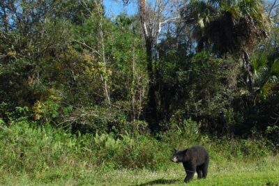 Dark Sky's in the Florida Everglades - Fakahatchee Strand Preserve State Park: wetlands, ghost orchid habitat, and wildlife spotting