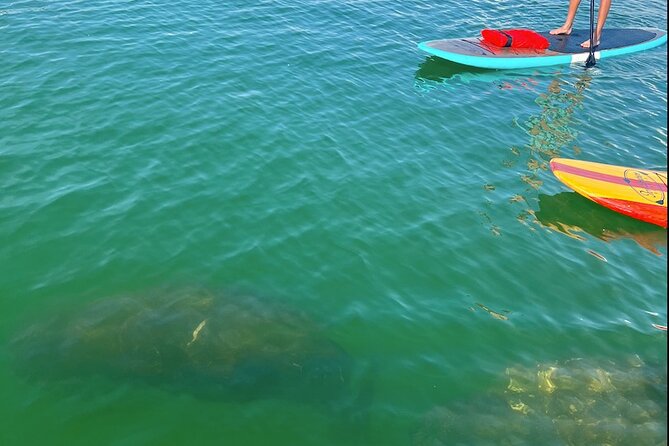Dolphin and Manatee Tour of Marco Island by Kayak or SUP - Naples start, Marco Island paddling: where this tour actually happens