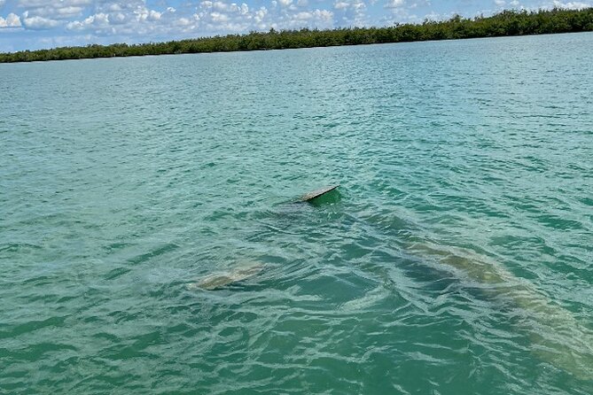 Dolphin and Manatee Tour of Marco Island by Kayak or SUP - Price and value: what $65 gets you in the real world