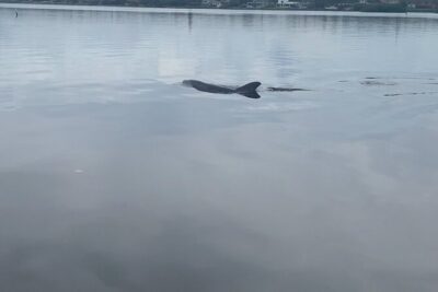 Dolphin and Manatee Tour of Marco Island by Kayak or SUP - How the guide finds wildlife: facts, routes, and reading conditions