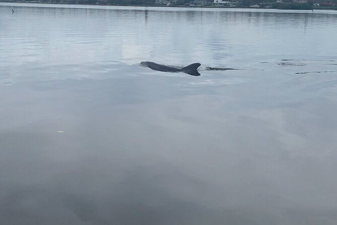 Dolphin and Manatee Tour of Marco Island by Kayak or SUP - How the guide finds wildlife: facts, routes, and reading conditions