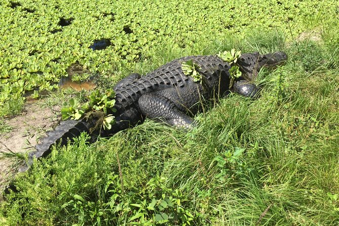 E-Bike Adventure - Fakahatchee Strand - Stop 4: Janes Memorial Scenic Drive, Gates, and the Vehicle-Closed Stretch