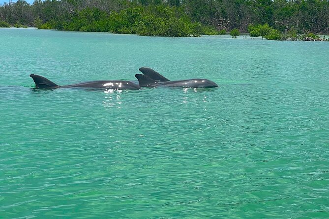 Elite Hobie Kayak Experience: Ultimate Premium Eco Adventure! - Big Hickory Island and mangrove tunnels: what the water feels like