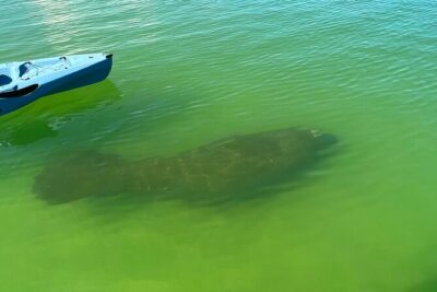 Elite Hobie Kayak Experience: Ultimate Premium Eco Adventure! - Hobie pedal kayaks: the practical reason this trip feels easy