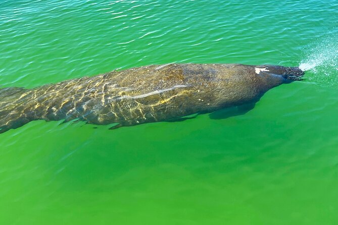 Elite Hobie Kayak Experience: Ultimate Premium Eco Adventure! - Night-lit kayaking: the part people remember