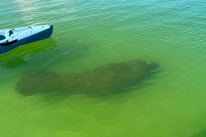Elite Hobie Kayak Experience: Ultimate Premium Eco Adventure! - Hobie pedal kayaks: the practical reason this trip feels easy