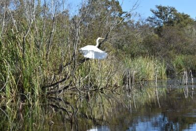 Everglades Guided Kayak Tour - Stop Focus: Big Cypress National Preserve and the Turner River Style of Paddling