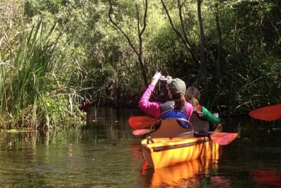 Everglades Kayak Safari Adventure Through Mangrove Tunnels - The mangrove tunnels on this route are the reason to go