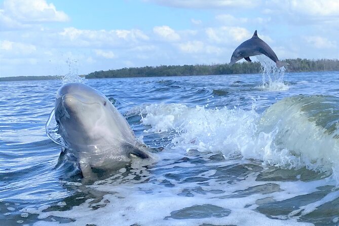 Everglades Manatee, Dolphin and Birding Boat Tour (2 hours) - Glide Into the 10,000 Islands the Quiet Way