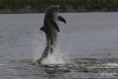 Everglades Manatee, Dolphin and Birding Boat Tour (2 hours) - What You’ll Actually See: Dolphins, Manatees, and Birding Worth Bringing Binoculars For