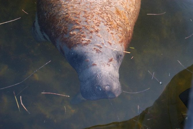 Everglades Manatee, Dolphin and Birding Boat Tour (2 hours) - Why the Guide Matters More Than You’d Think