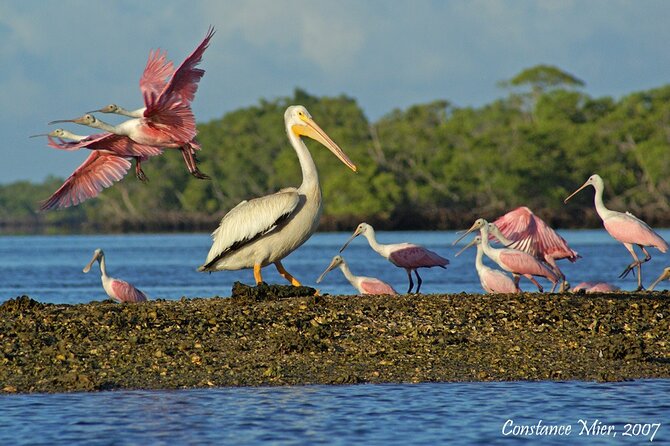 Everglades Manatee, Dolphin and Birding Boat Tour (2 hours) - Small-Group Magic: Max Six Makes the Experience Feel Human