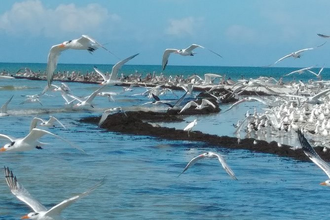 Everglades Manatee, Dolphin and Birding Boat Tour (2 hours) - Practical Value: Is $97.95 Worth It?