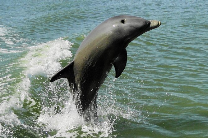 Everglades Manatee, Dolphin and Birding Boat Tour (2 hours) - Tips to Make Your Day Smoother (And Your Photos Better)