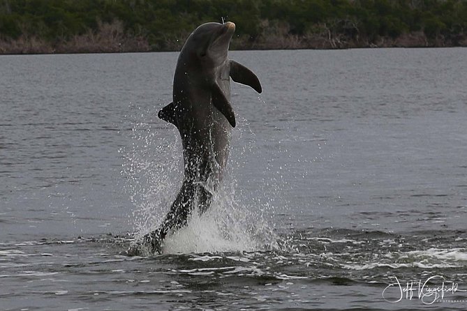 Everglades Manatee, Dolphin and Birding Boat Tour (2 hours) - What You’ll Actually See: Dolphins, Manatees, and Birding Worth Bringing Binoculars For