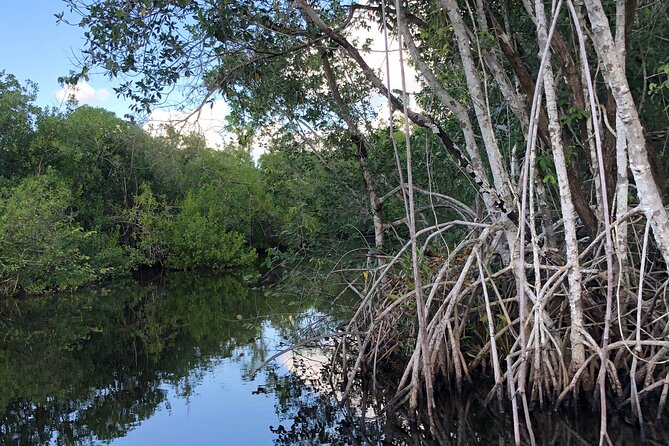 Everglades Mangrove Wilderness Boat Tour - Captain Lyle and the practical style of wildlife guidance
