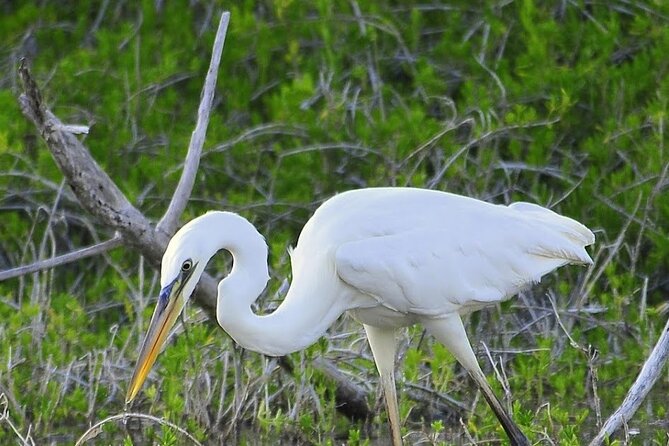 Everglades Mangrove Wilderness Boat Tour - Observation tower add-on: a simple way to extend the experience